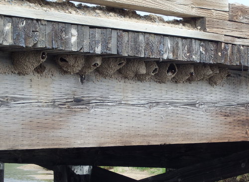 GDMBR: Swallows and mud and straw nests under Fish Creek Bridge.